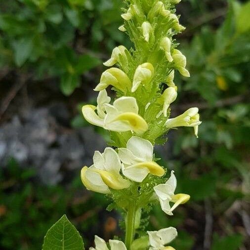 Pedicularis ascendens Flower