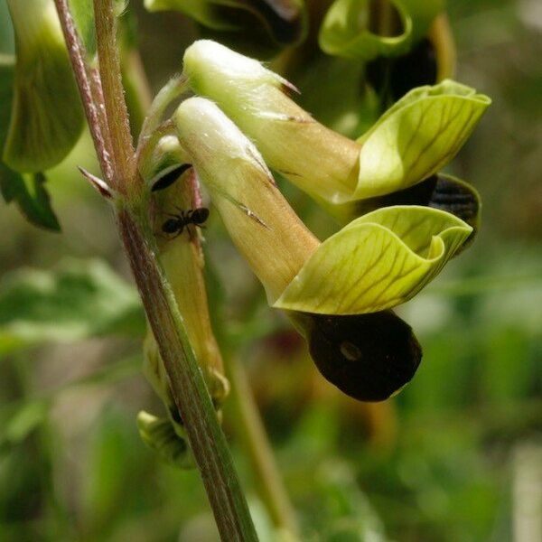 Vicia melanops Floare