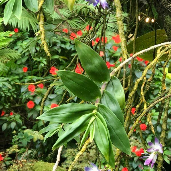 Dendrobium victoriae-reginae Elinympäristö