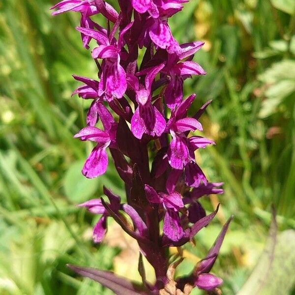 Dactylorhiza majalis Цветок