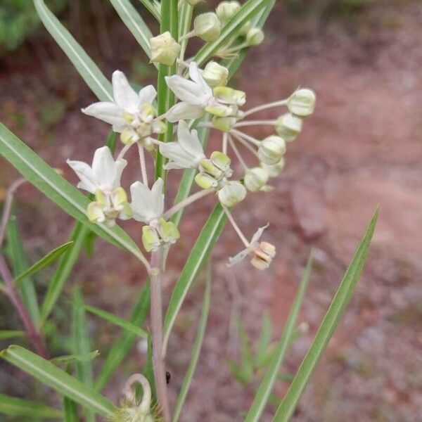 Gomphocarpus fruticosus ফুল