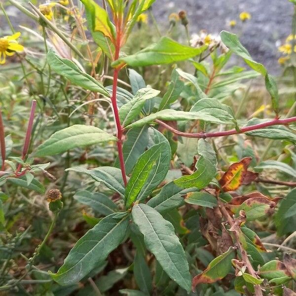 Epilobium angustifolium Leaf