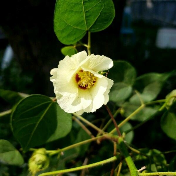 Gossypium hirsutum 花