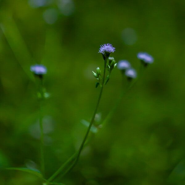 Ageratum conyzoides Floro