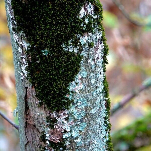 Acer tataricum Kora