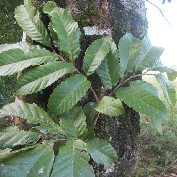 Cupania cinerea Folio