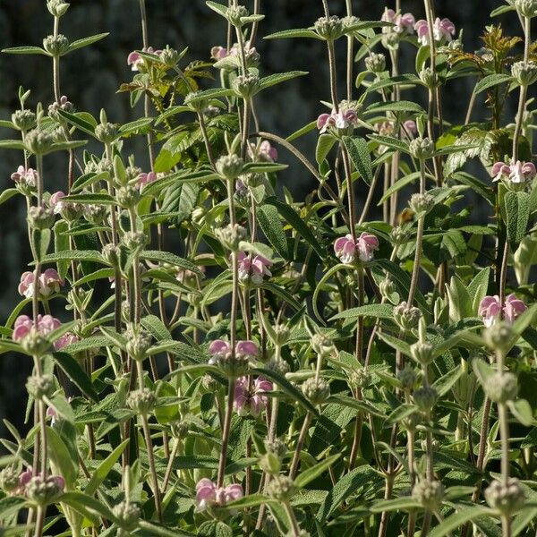 Phlomis purpurea Хабит