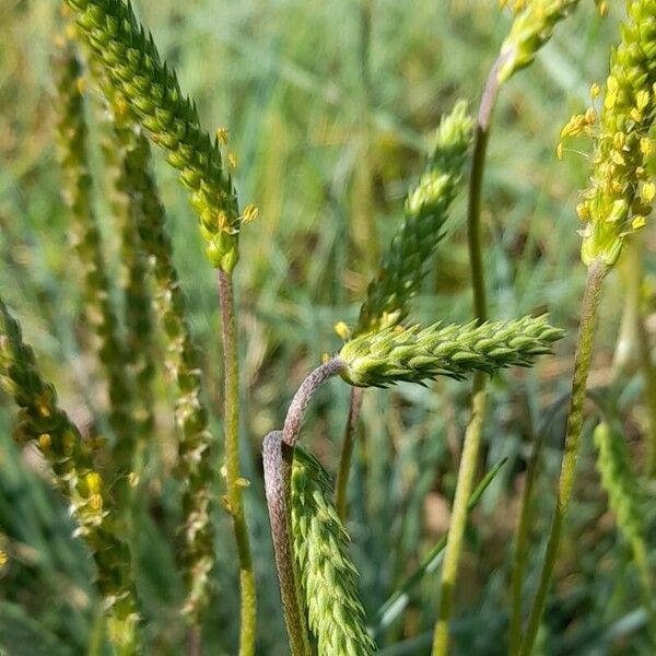 Plantago maritima Blomst