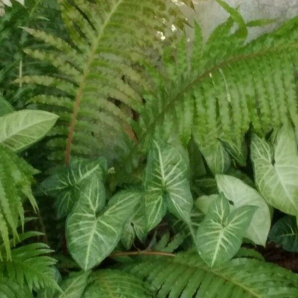 Blechnum brasiliense Листок