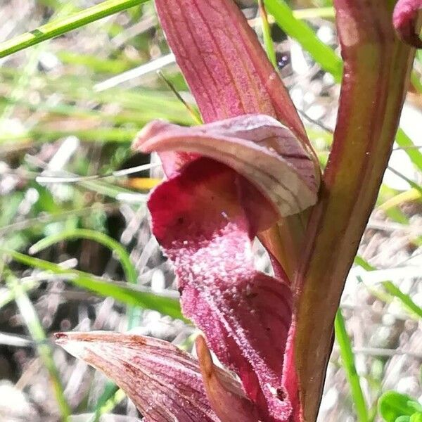 Serapias vomeracea Flower