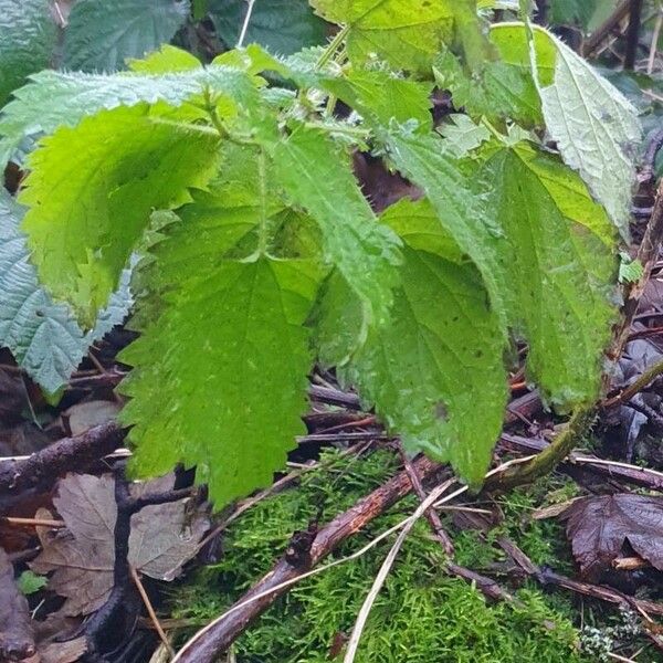 Urtica membranacea Blatt