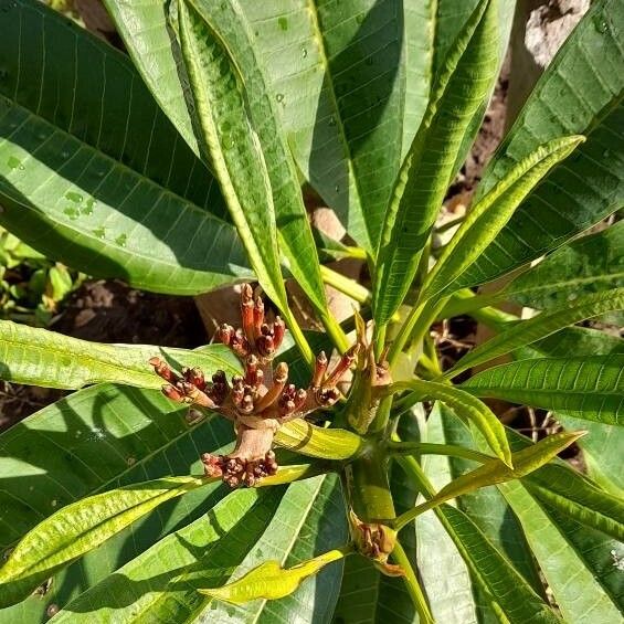 Plumeria rubra Anders