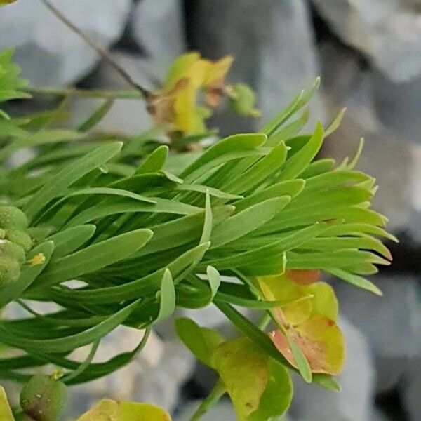 Euphorbia cyparissias Leht