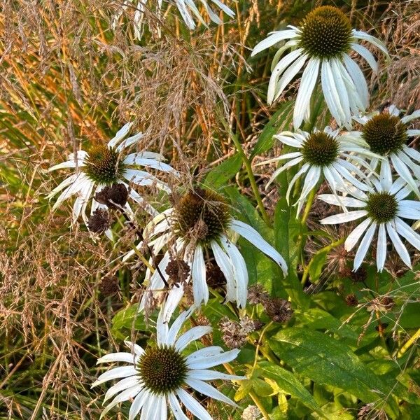 Echinacea pallida Virág