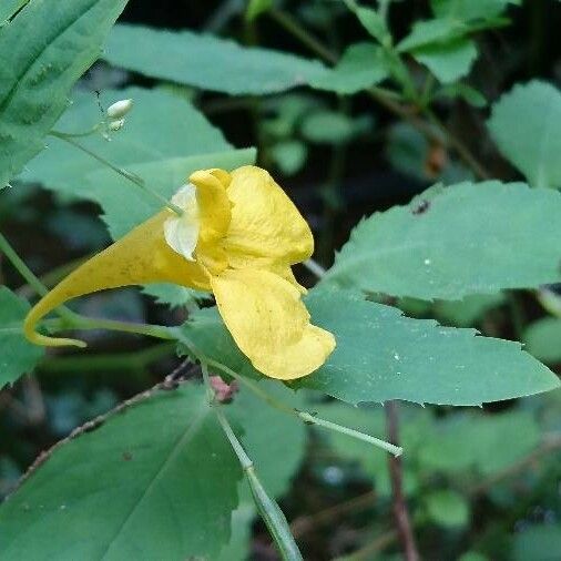 Impatiens noli-tangere Lorea