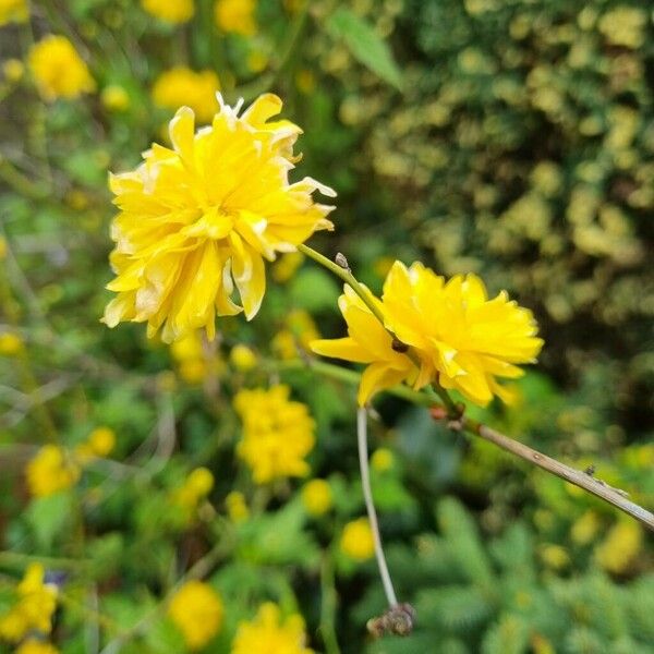 Kerria japonica Flower