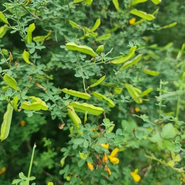 Cytisus spinosus Vili