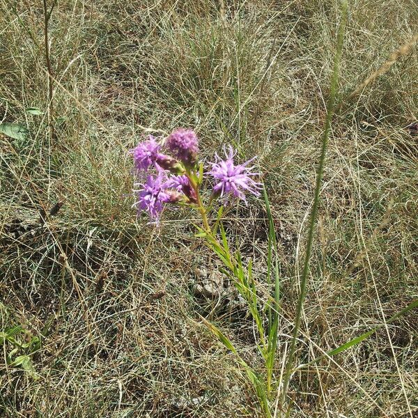 Liatris cylindracea Kwiat