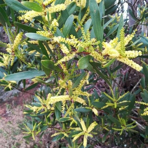 Acacia longifolia Flower