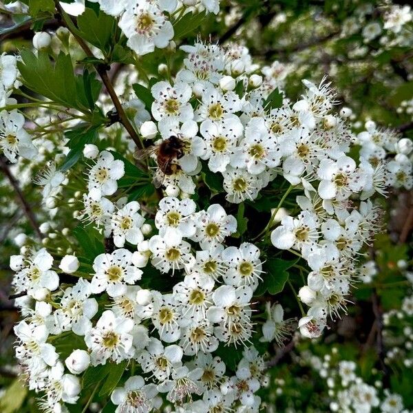 Crataegus monogyna 花