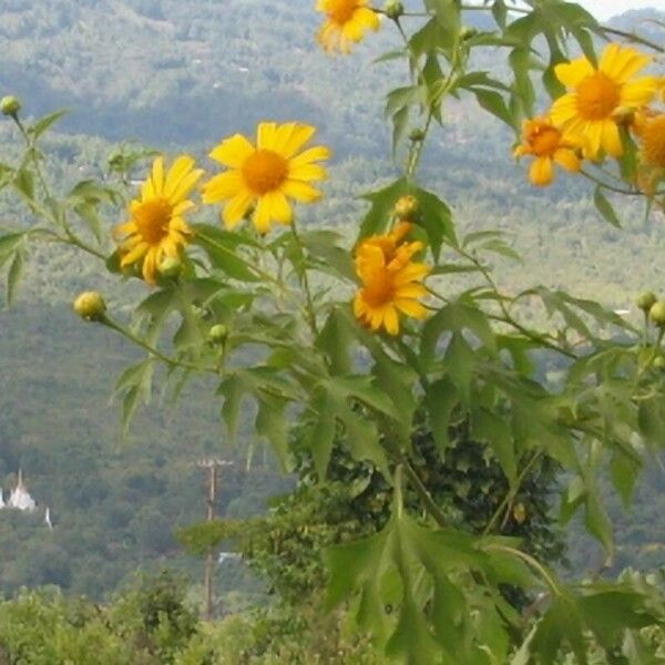 Tithonia diversifolia Λουλούδι