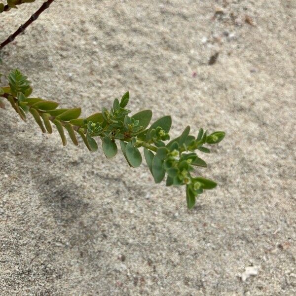 Euphorbia mesembryanthemifolia Folha