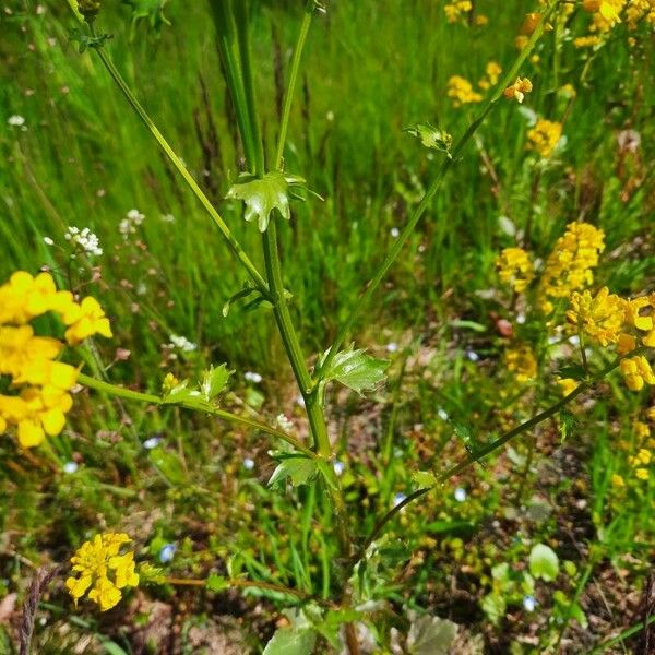 Barbarea vulgaris Blad