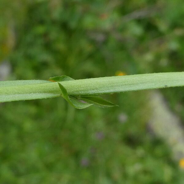 Lathyrus linifolius Leaf