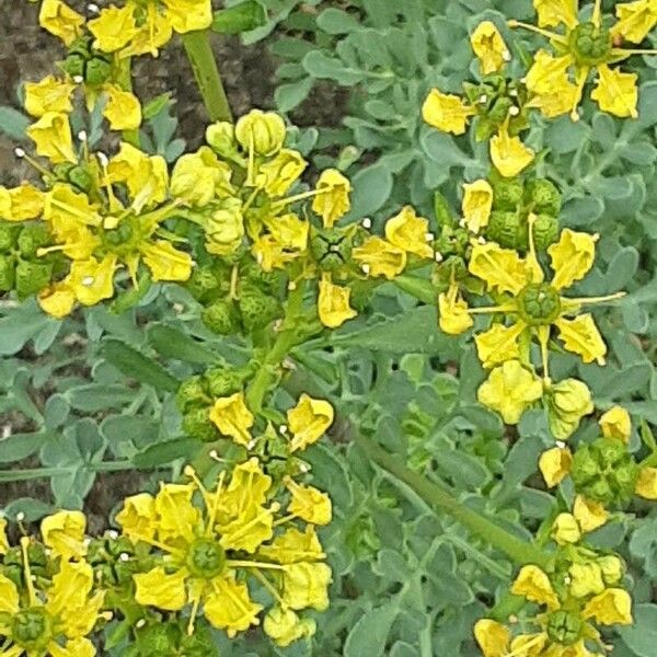 Ruta graveolens Flower