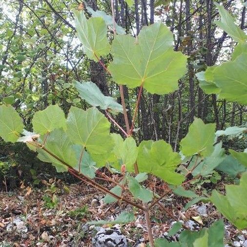 Acer opalus Hoja