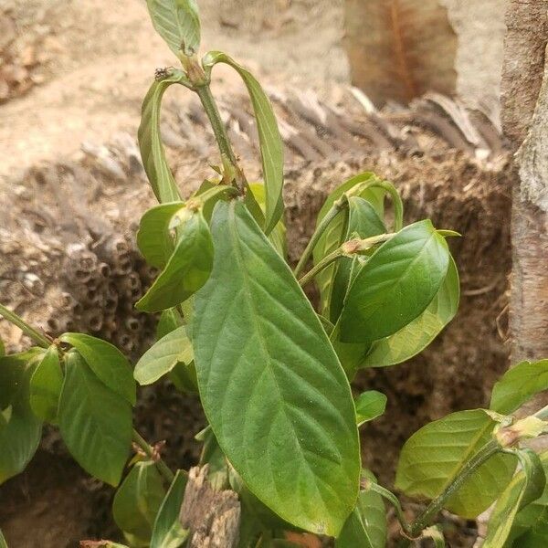 Psychotria viridis Liść