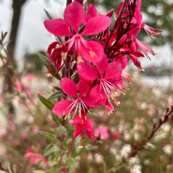 Gaura lindheimeri Flor