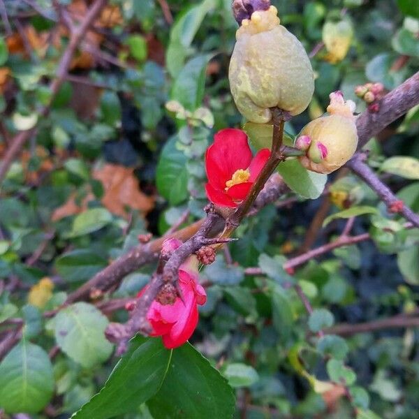 Chaenomeles speciosa Цвят