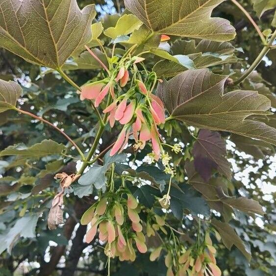 Acer pseudoplatanus ফুল