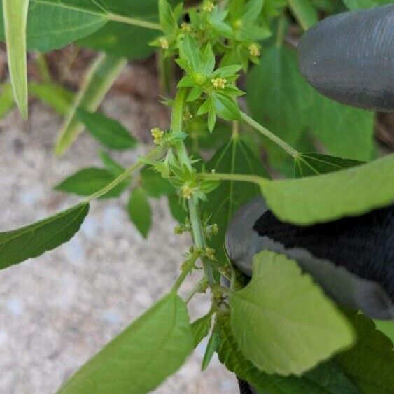 Acalypha virginica Fleur