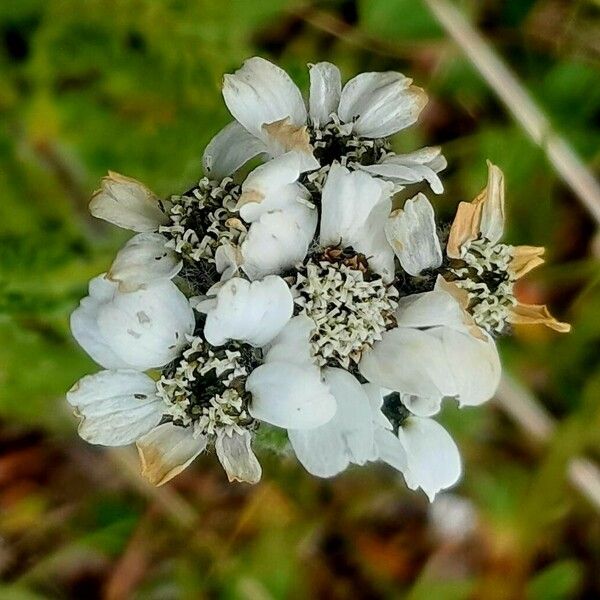 Achillea atrata Flor