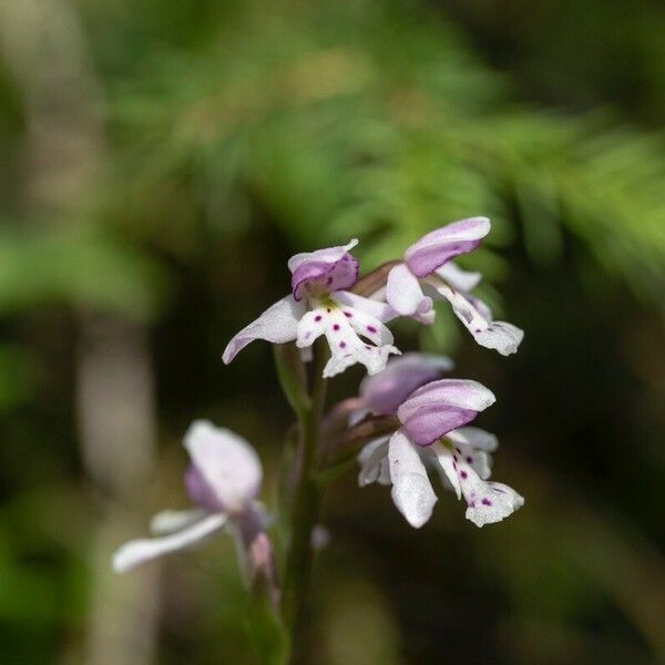 Galearis rotundifolia Flor