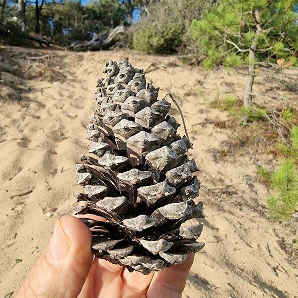 Pinus pinaster Fruit