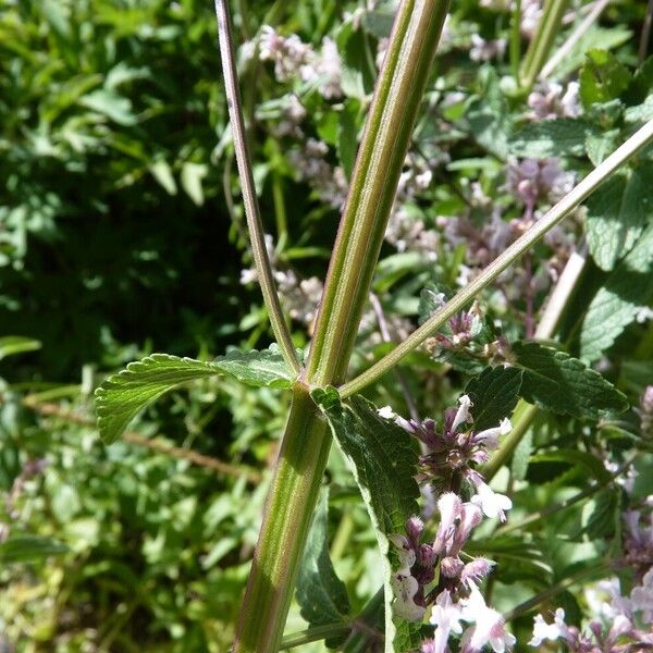 Nepeta nuda Кора