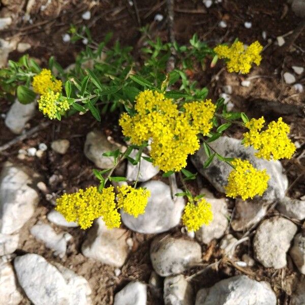 Odontarrhena muralis Flors