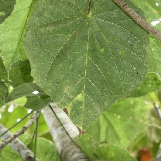 Dombeya pilosa Ліст