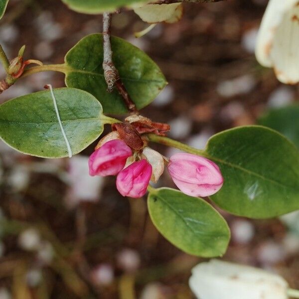 Rhododendron callimorphum Інше