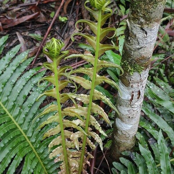 Blechnum brasiliense List