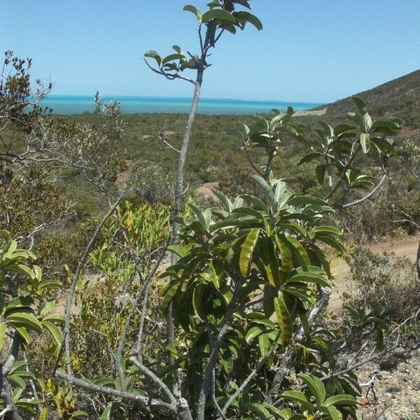Pycnandra blanchonii