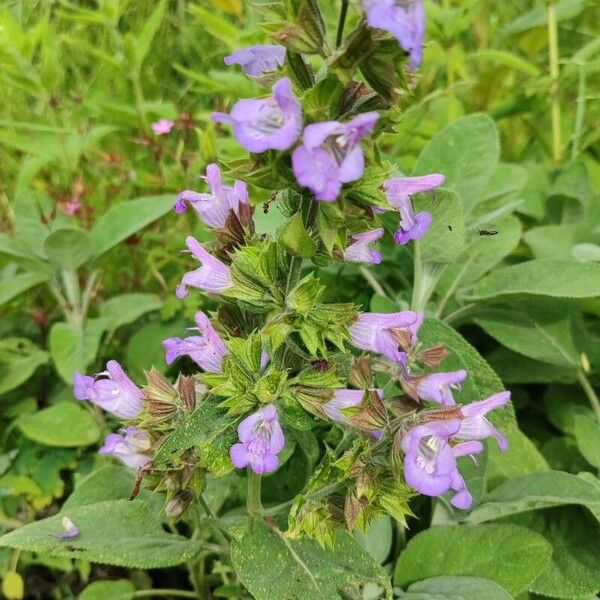 Salvia officinalis Habitus