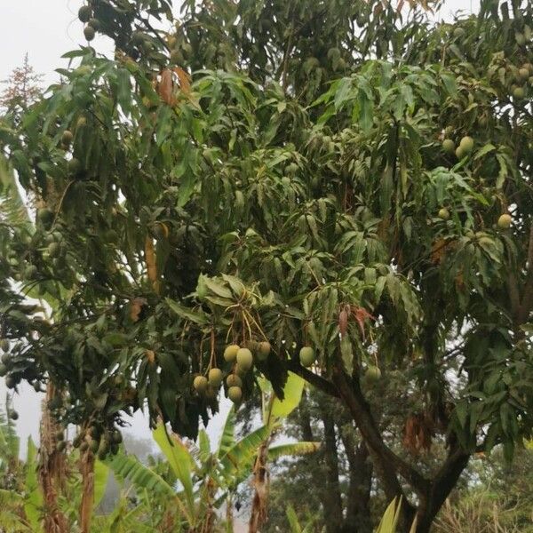 Mangifera indica Fruit