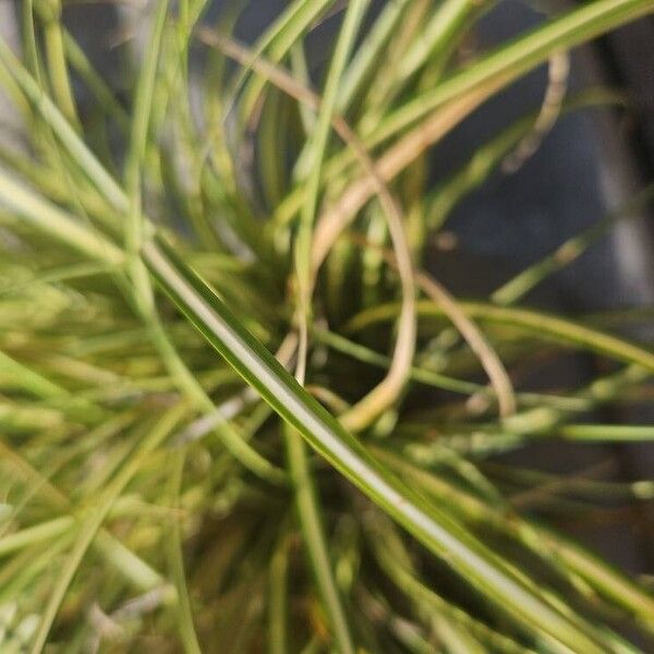 Carex ornithopoda Blad