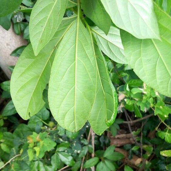 Cordia collococca ഇല