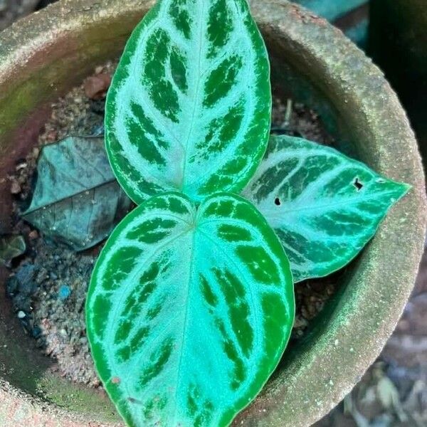 Anthurium crystallinum Leaf