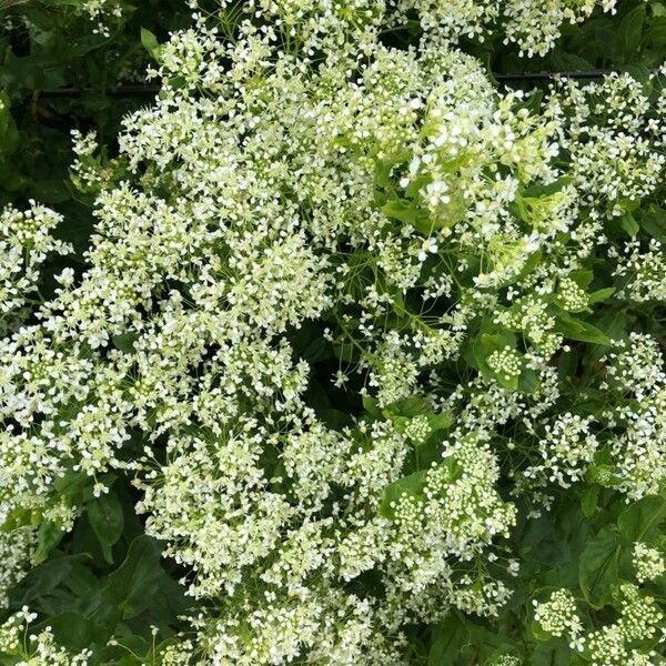 Lepidium draba ᱵᱟᱦᱟ